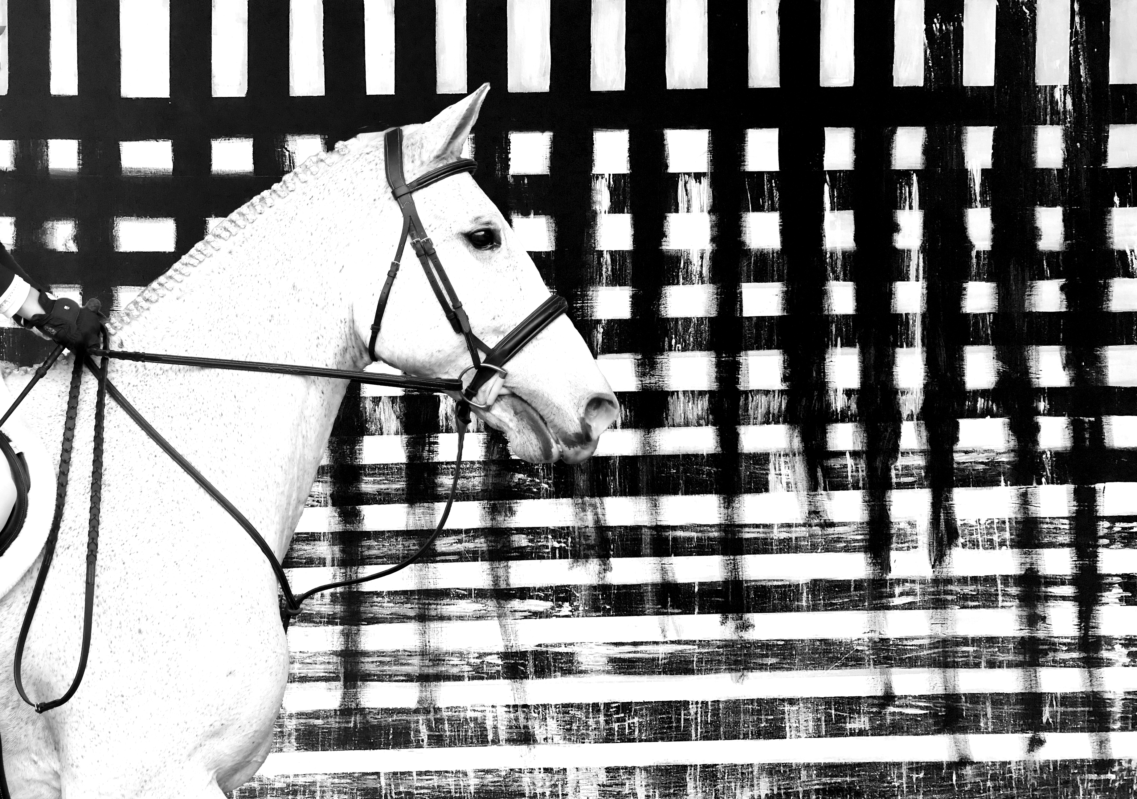 White horse profile among an abstrack black and white background.